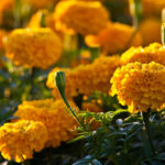 marigold